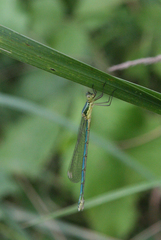 Lestes virens vestalis