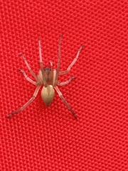 Cheiracanthium