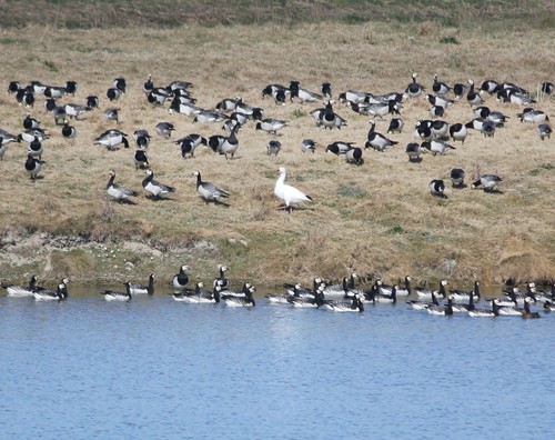 Snow Goose, 9981 Uithuizen, Nederland, photo 10 of 10