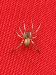 Cheiracanthium