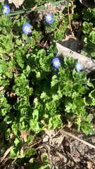 Veronica persica