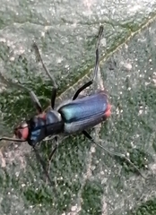 Clanoptilus abdominalis