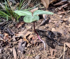 Trillium reliquum