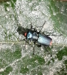 Clanoptilus abdominalis