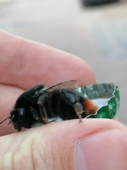 Bombus lapidarius