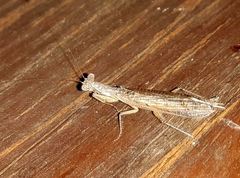 Tarachodes sanctus