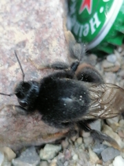 Bombus lapidarius