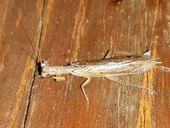 Tarachodes sanctus