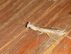 Tarachodes sanctus