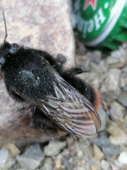 Bombus lapidarius
