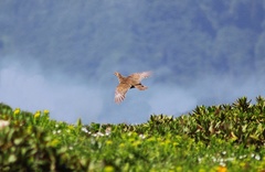 Lyrurus mlokosiewiczi