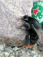 Bombus lapidarius