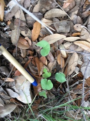 Dichondra repens