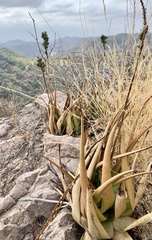 Aloe lutescens