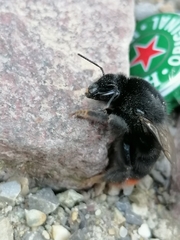 Bombus lapidarius