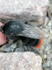 Bombus lapidarius