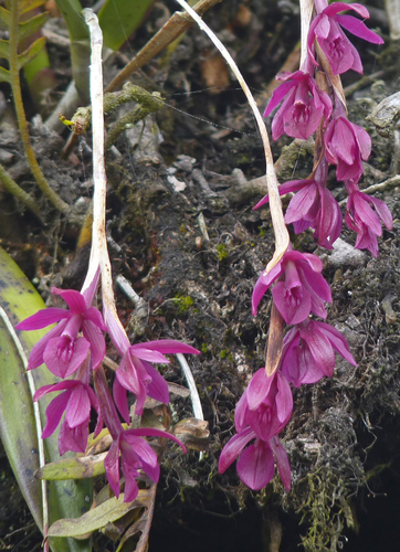Epidendrum paucifolium Schltr.