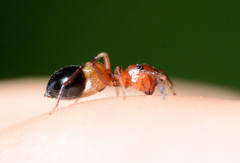 Peckhamia