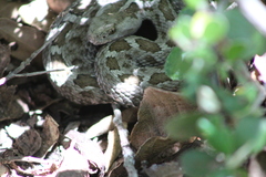 Crotalus ravus