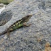 Yulong Mountain Agama - Photo (c) 通通, some rights reserved (CC BY-NC), uploaded by 通通