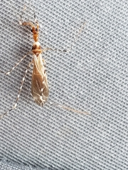 Stenolemoides arizonensis