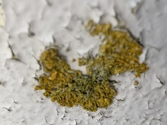 Xanthoria parietina