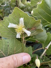 Clematis brachiata