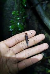 Oospira