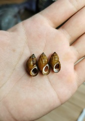 Semisulcospiridae