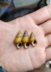 Semisulcospiridae