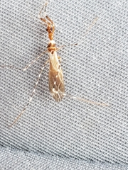 Stenolemoides arizonensis