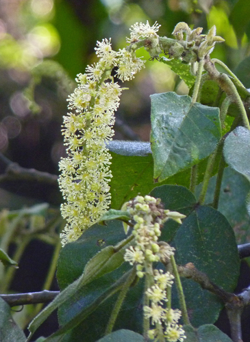Anredera cordifolia image
