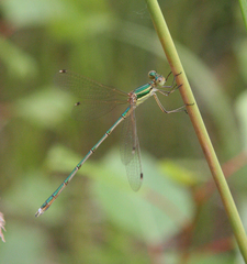 Lestes barbarus