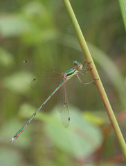 Lestes barbarus