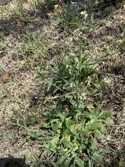 Tomostima platycarpa