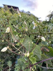 Clematis brachiata