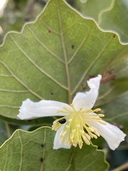 Clematis brachiata