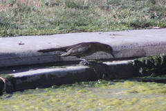Quiscalus mexicanus