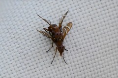 Tritoxa