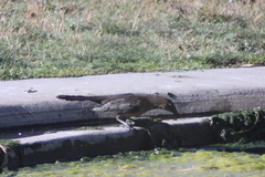 Quiscalus mexicanus