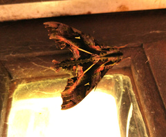 Hemeroplanes ornatus