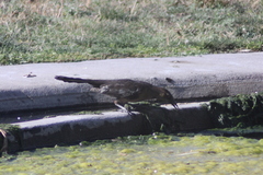 Quiscalus mexicanus