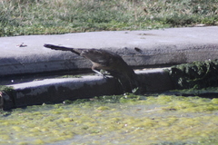 Quiscalus mexicanus