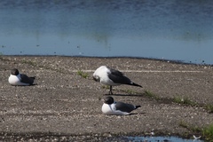 Leucophaeus atricilla megalopterus