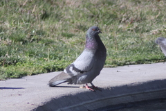 Columba livia