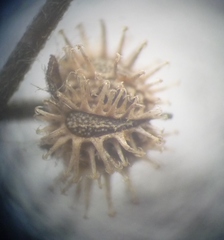 Lappula squarrosa heteracantha