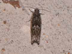 Pseudexentera haracana