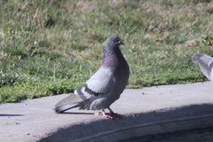 Columba livia