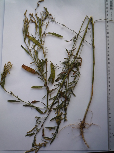Atriplex patens iNat (1)