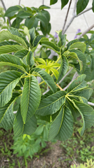 Aesculus californica